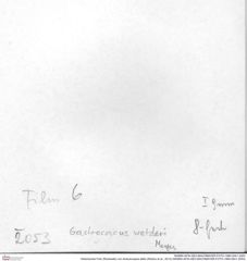 Historisches Foto (Rückseite) von Ambulocapsa altilis (Robins et al., 2013) (NHMW-AFW-GEO-BACHMAYER-FOTO-1990-0041-2053)
